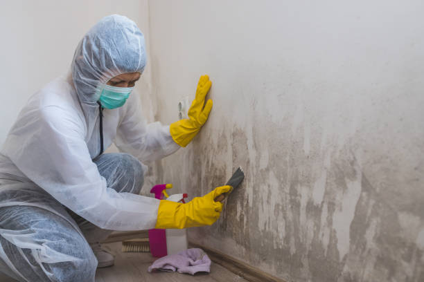 Best Crawl Space Mold Remediation in Enigma, GA