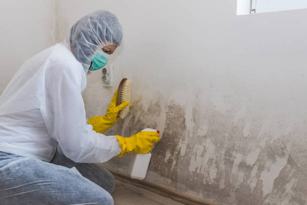 Best Post-Flood Mold Remediation in Enigma, GA