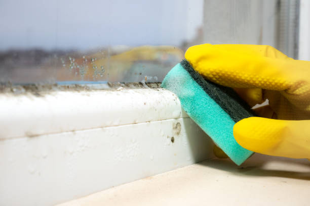 Best White Mold Remediation in Enigma, GA