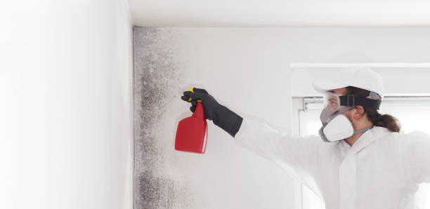 Best Health and Safety Mold Remediation in Enigma, GA
