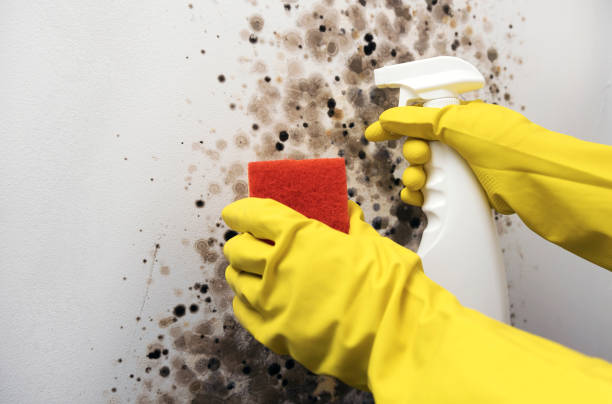 Best Preventive Mold Services in Enigma, GA