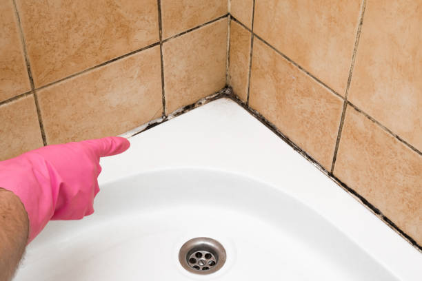 Best Kitchen Mold Remediation in Enigma, GA